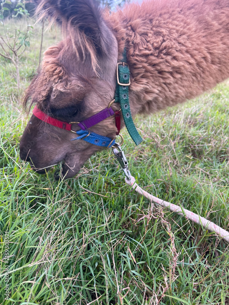 Naklejka premium Brown llama in colorful halter grazing on green pasture grass