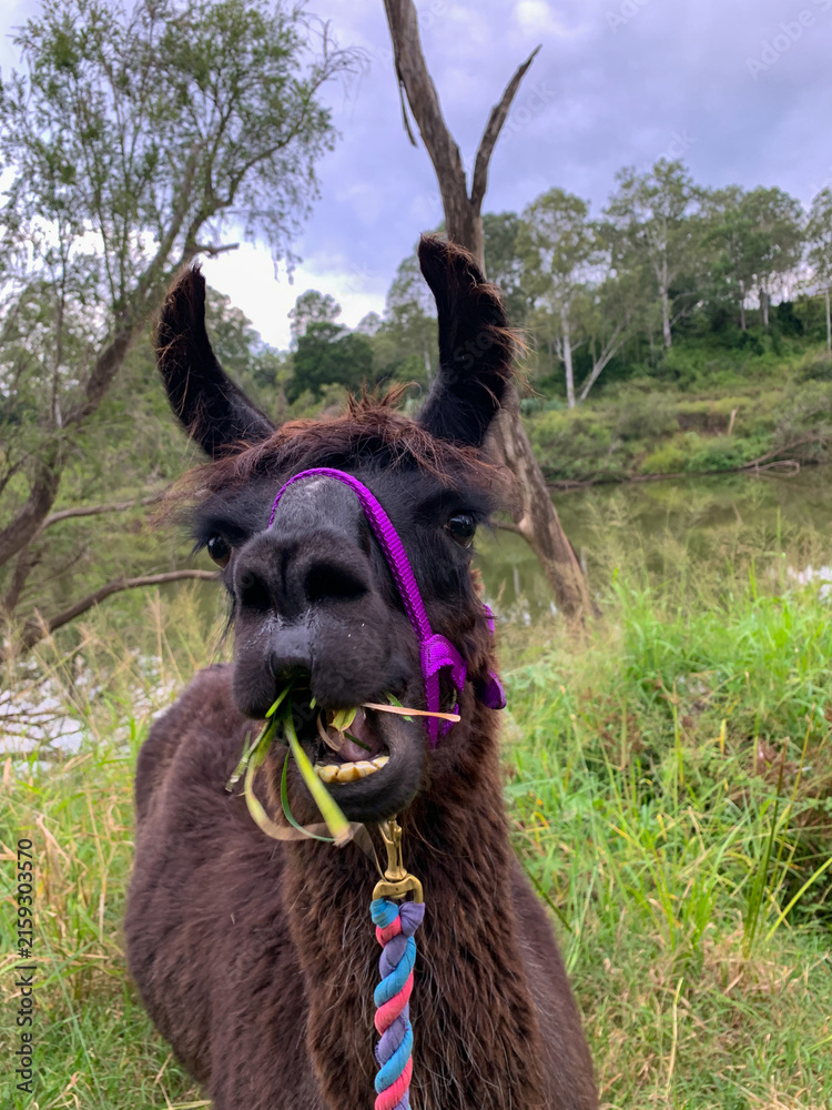 Naklejka premium Funny dark brown llama chewing green grass outdoors