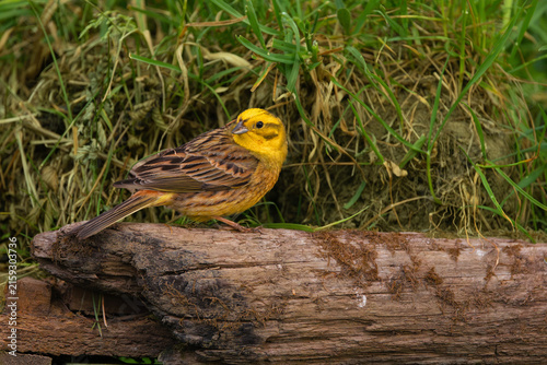 Fotografía Escribano citrino (Emberiza citrinella)