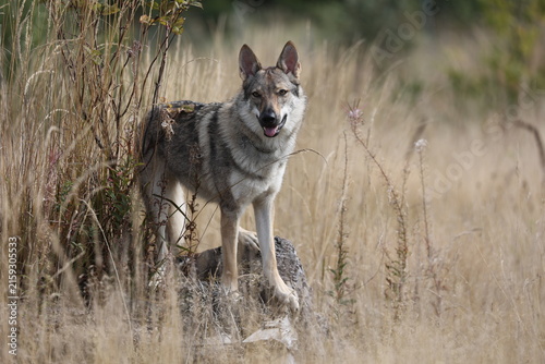 Photography Wolfhund in der Prärie