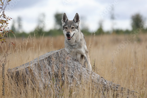 Принти на полотні Wolfhund in der Steppe