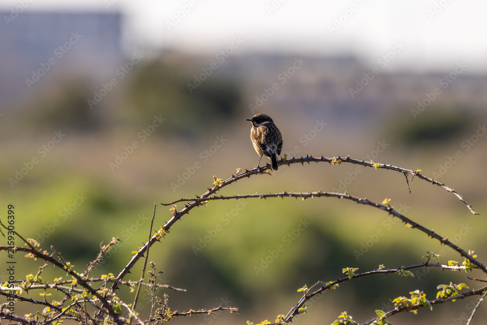 Fototapeta premium European stonechat on an arching bramble