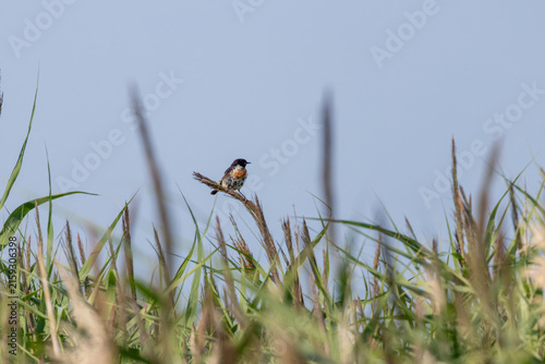 Photography Male European stonechat above the grass