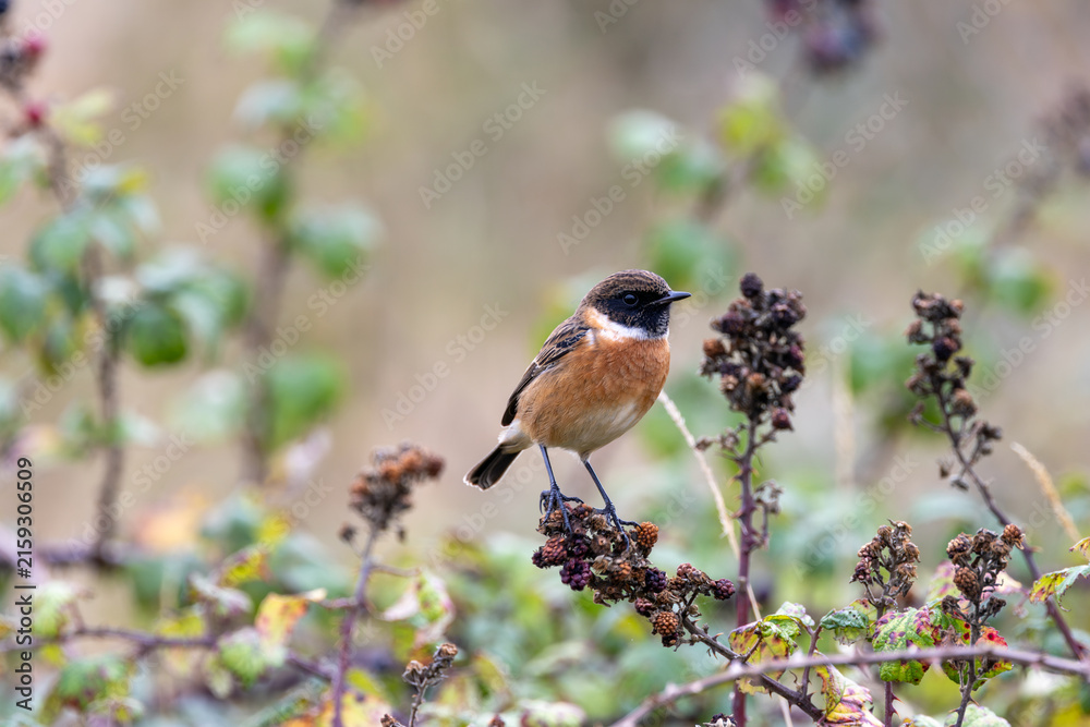 Fototapeta premium European stonechat on faded brambles