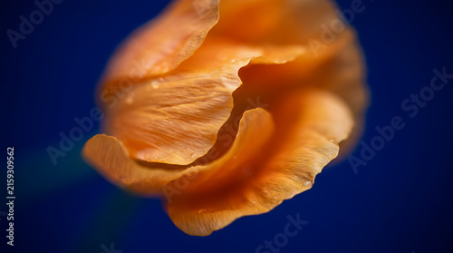A macro photo featuring a glowing orange flower against a dark blue background.