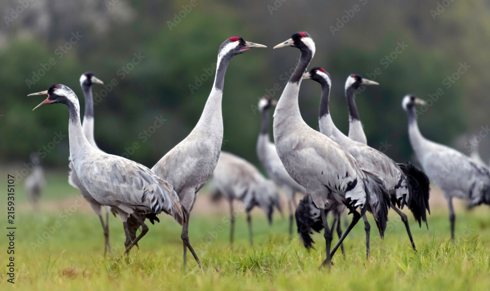 Obraz premium Group of common cranes interacting on a meadow during spring migration