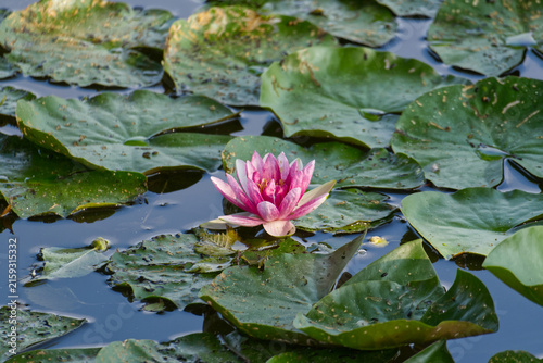 Cuadro en lienzo pink water lily blooming in a pond