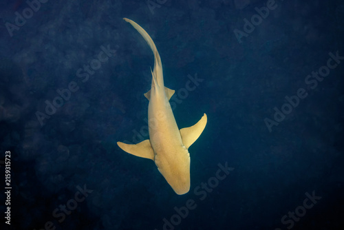 фотографія Large nurse shark swims through blackwater at night