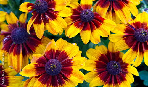 Cuadro en lienzo Vibrant yellow and burgundy rudbeckia flowers in the garden