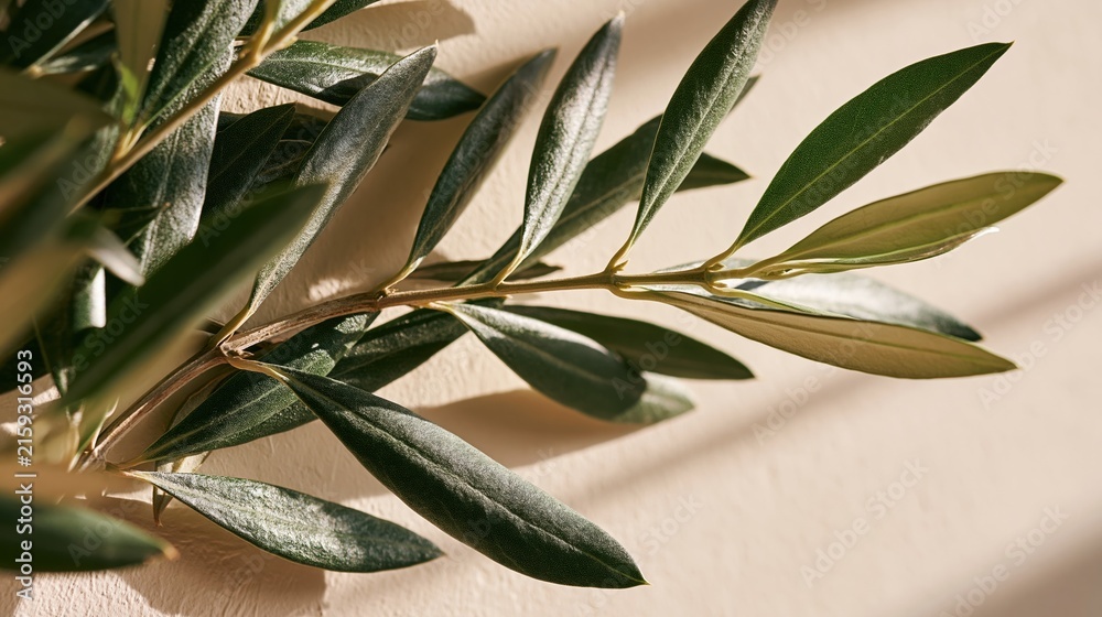 Fototapeta premium Close-up of a healthy olive branch with lush green leaves casting subtle shadows on a light, neutral background