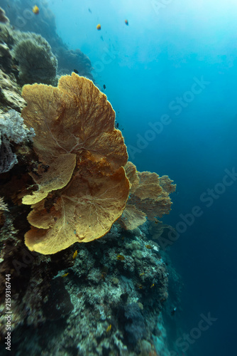 Fotografie Divers descend a coral wall with giant sea fans, latin name, attached
