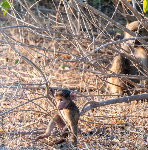Canvas Print A Chacma Baboon, Papio ursinus, baby being playful with a tree branch, Chobe National Park, Botswana