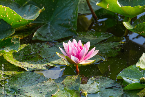 Cuadro en lienzo pink water lily blooming in a pond