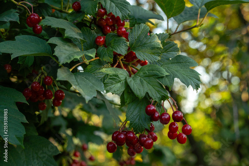 Bunches of red berries viburnum grow among green leaves in a garden. The sun shines through the branches, creating a bright atmosphere. This scene shows nature in full bloom