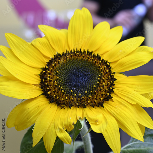 sonnenblume