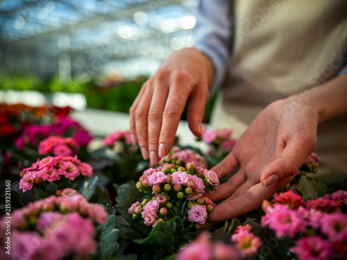Картината върху платно Hands Touching Pink Flowers.