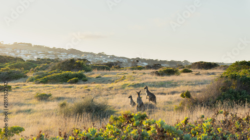 Australian native Kangaroos at sunset in a field with housing behind and copy space
