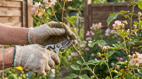Gardening hands in gloves using pruning shears to trim a rose bush in a sunny garden. Close-up of a person's hands tending to a plant with blurred flowers and a wooden fence in the background