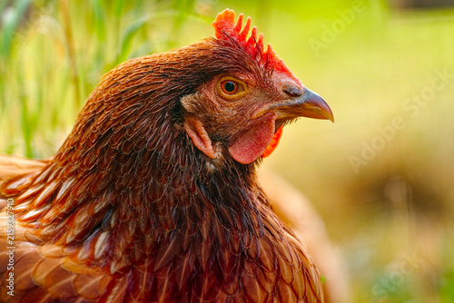 Closeup of a free range chicken