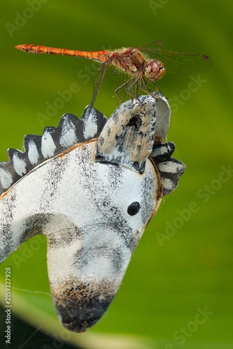 Closeup of a dragonfly on a zebra statue