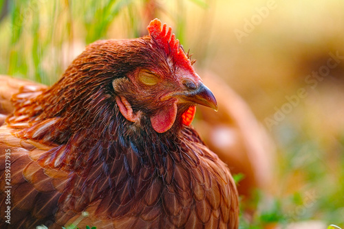 Closeup of a free range chicken on a farm
