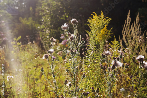 Photography Wild thistles grow in meadow