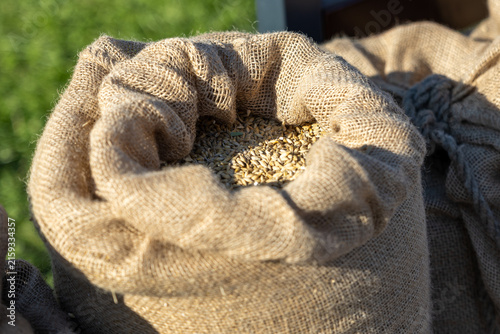 Bild auf Leinwand Open jute sack with grain on grass in outdoor farm setting