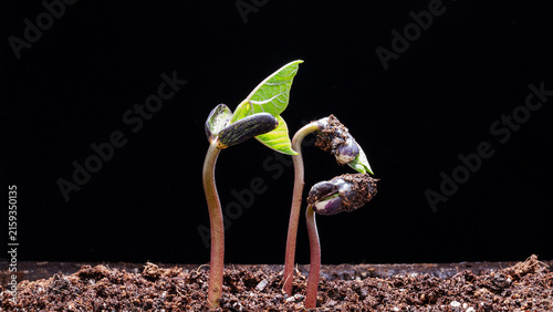 Cuadro en lienzo Three young seedlings sprout from dark soil, showing new green leaves and developing stems against a black background