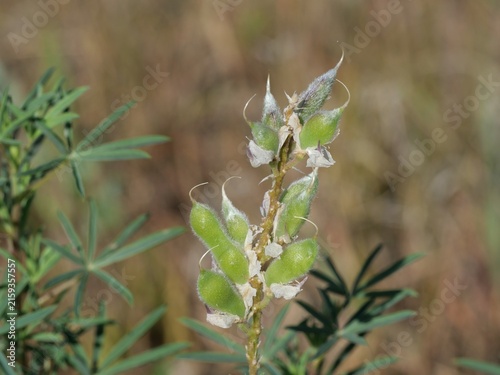 Silvery Lupine (Lupinus argenteus) Green Seed Pods in Late Summer, Colorado