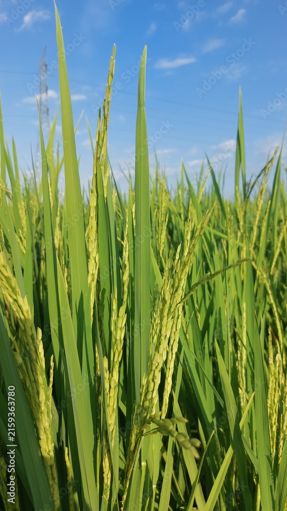 Obraz premium Green rice plants growing in a rice field under a bright sky 