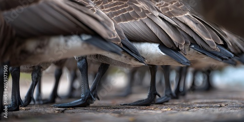 A closeup view shows the feathered bodies and webbed feet of several geese standing on pavement.