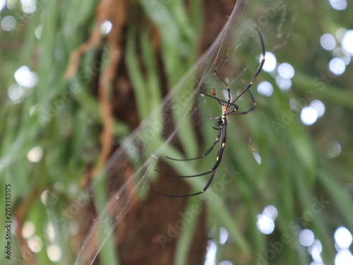 Giant golden orbweaver Nephila pilipes resting on its intricate spider web in a tropical forest, with soft natural bokeh in the background.