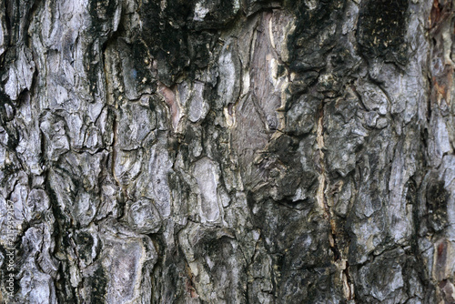 Plakat Tree bark background