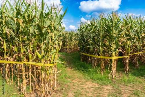 A corn field that is designed as a corn maze. A cultural setting for Halloween in the US. Parents will bring their kids to outdoor activities like pumpkin patch, hide and seek in corn mazes, scavenger