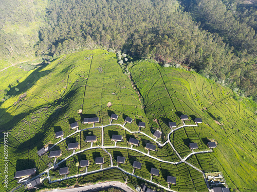 Top Down Aerial of Cabin Rows Across Green Tea Plantation