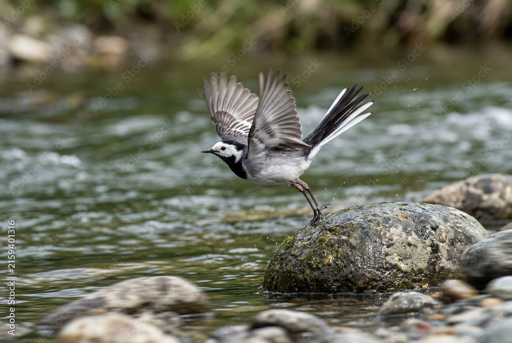 Fototapeta premium Pied Wagtail Bird Taking Flight from River Stone in Natural Wildlife Stream Habitat Setup