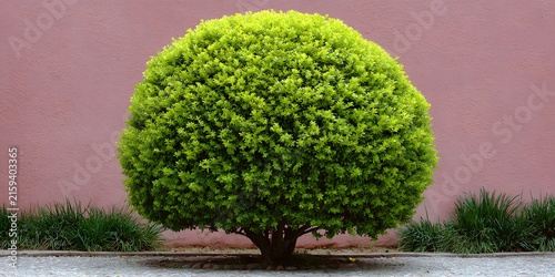 Spherical green shrub planted near textured pink wall
