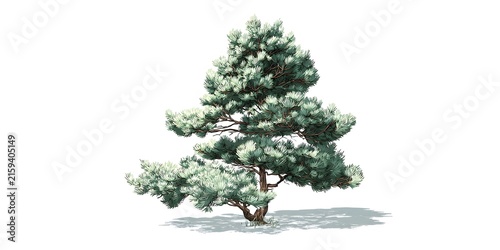 A mature pine tree stands alone against a white background with soft shadows beneath its branches.
