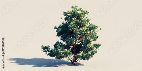 Isolated 3d model of a pine tree displaying detailed green needles and brown branches casting a shadow on beige background