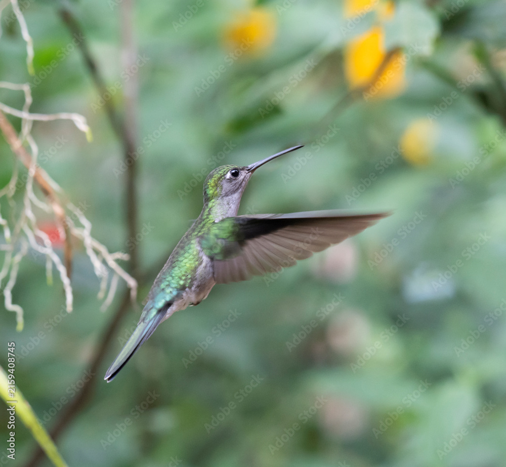 Naklejka premium Female White-necked Jacobin (Florisuga mellivora), hovering in air, Peru