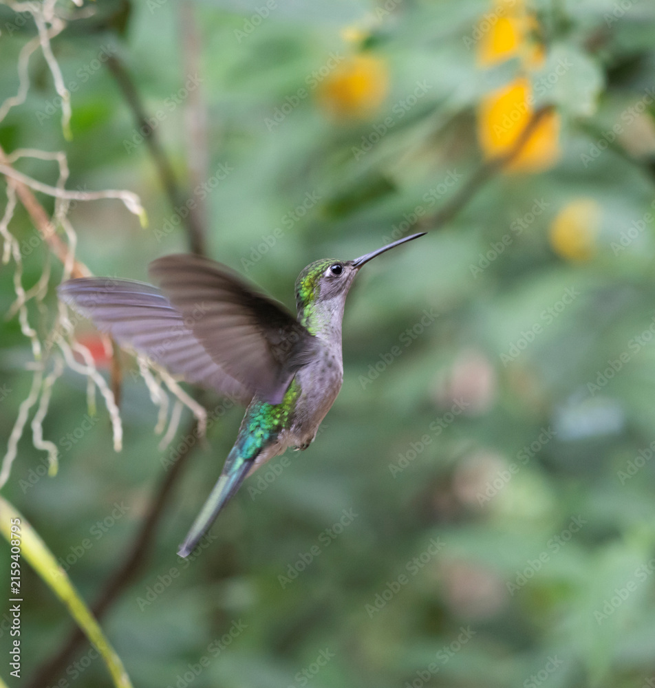 Naklejka premium Female White-necked Jacobin (Florisuga mellivora), hovering in air, Peru