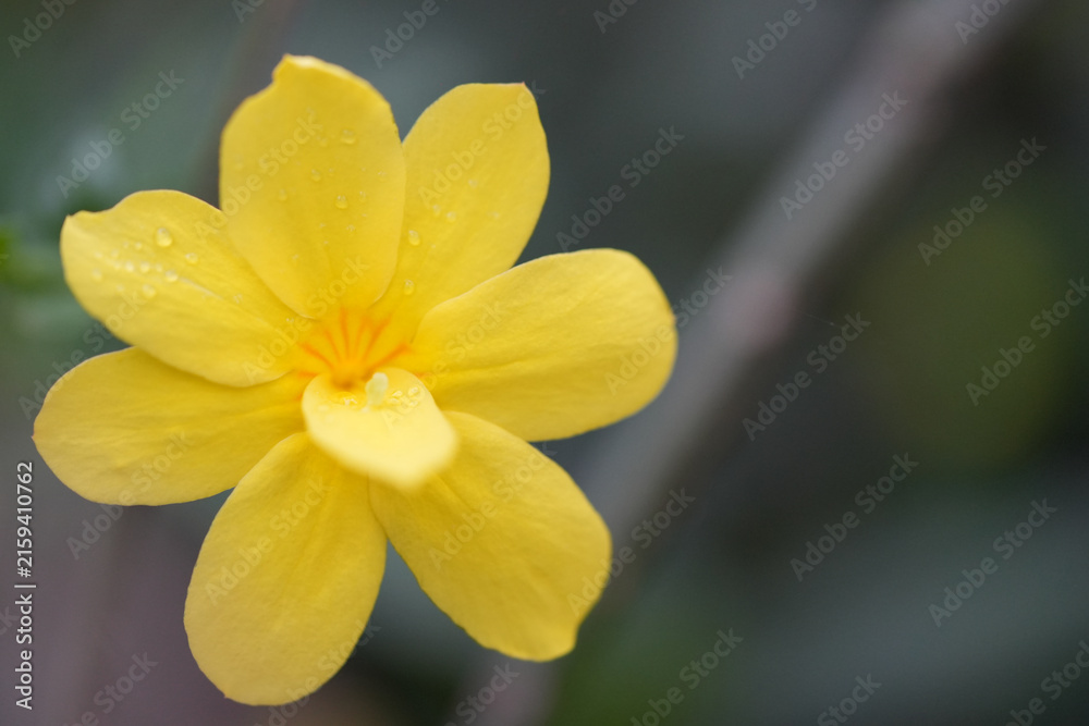 Fototapeta premium Yellow primrose jasmine flower macro with fresh water droplets