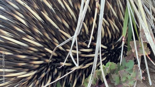 Short beaked echidna (Tachyglossus aculeatus) quills close up walking along a sandy track on the Fleurieu Peninsula in South Australia in 4K footage