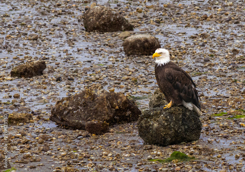 Eagle on Rock at Liberty Bay Waterfront Park in Poulsbo WA