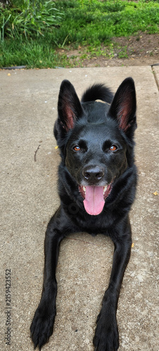 Happy Dog in the Back Yard