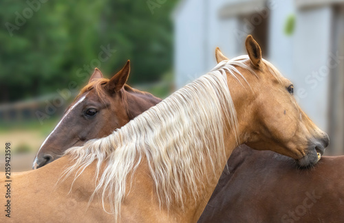 Two Horses Grooming Each Other