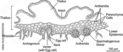 Obraz na plátne Biological Diagram of Liverwort Reproductive Structures Isolated