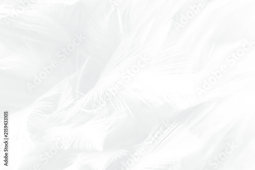 Beautiful white gray feather wooly pattern texture background