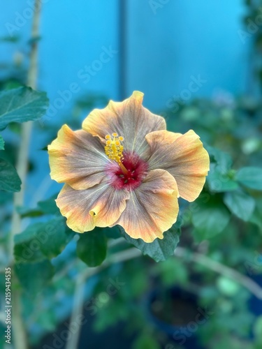 Bild auf Leinwand Macro shot of yellow and brown hibiscus flower blooming