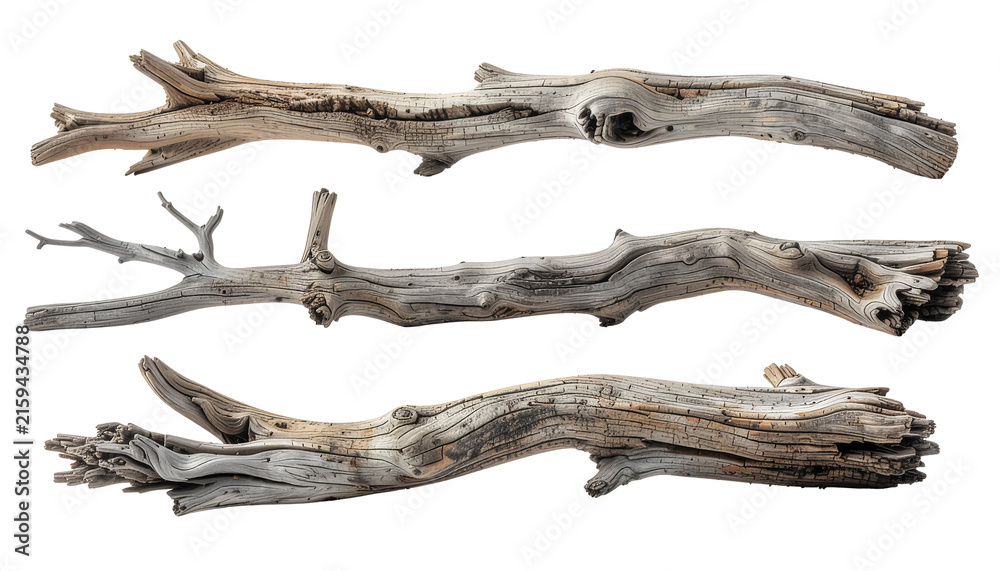 Fototapeta premium Bundle of dry natural tree branches on transparent background PNG